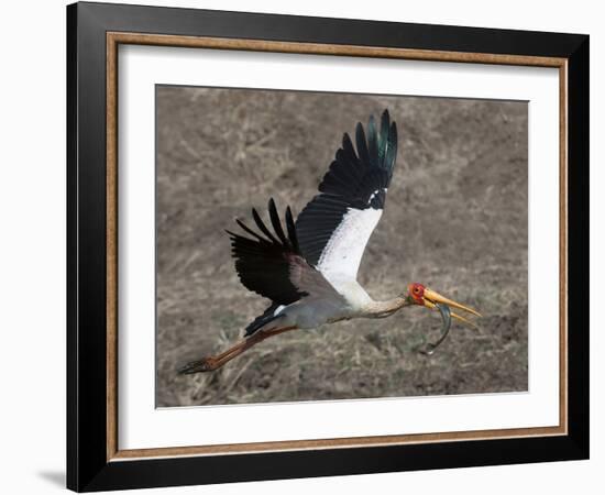 Yellow Billed Stork with Dinne-Scott Bennion-Framed Photo