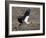 Yellow Billed Stork with Dinne-Scott Bennion-Framed Photo