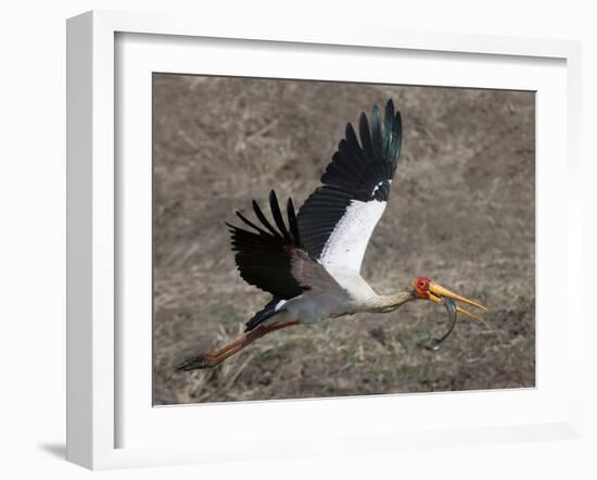 Yellow Billed Stork with Dinne-Scott Bennion-Framed Photo