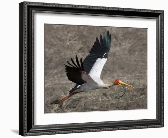 Yellow Billed Stork with Dinne-Scott Bennion-Framed Photo