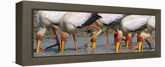 Yellow Billed Storks Fishing-Scott Bennion-Framed Stretched Canvas