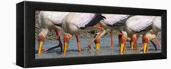 Yellow Billed Storks Fishing-Scott Bennion-Framed Stretched Canvas