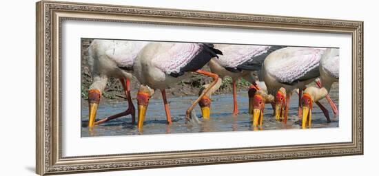 Yellow Billed Storks Fishing-Scott Bennion-Framed Photo