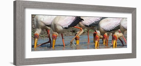 Yellow Billed Storks Fishing-Scott Bennion-Framed Photo