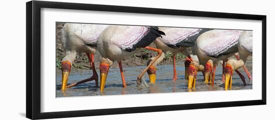 Yellow Billed Storks Fishing-Scott Bennion-Framed Photo