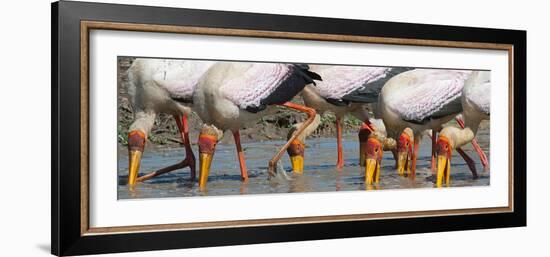 Yellow Billed Storks Fishing-Scott Bennion-Framed Photo