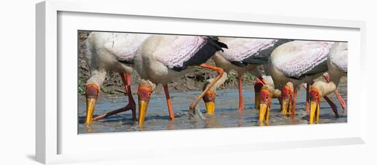 Yellow Billed Storks Fishing-Scott Bennion-Framed Photo