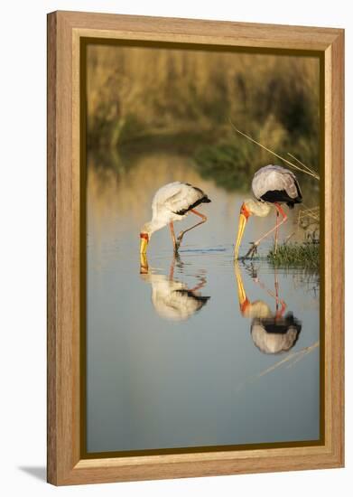 Yellow Billed Storks, Moremi Game Reserve, Botswana-Paul Souders-Framed Premier Image Canvas