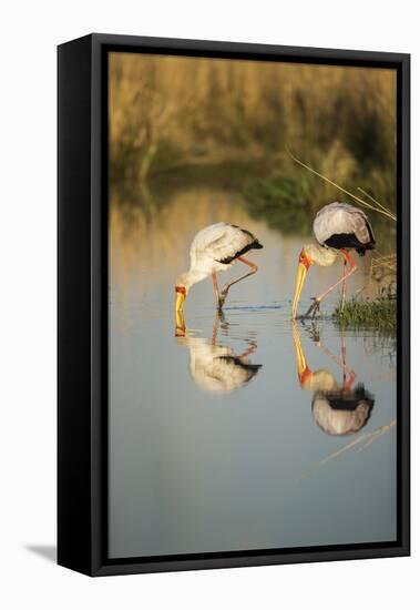 Yellow Billed Storks, Moremi Game Reserve, Botswana-Paul Souders-Framed Premier Image Canvas