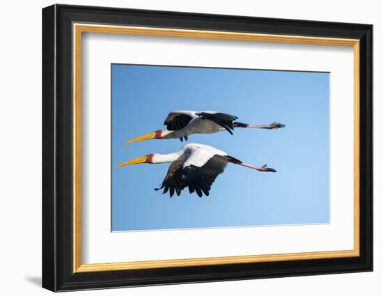 Yellow Billed Storks, Moremi Game Reserve, Botswana-Paul Souders-Framed Photographic Print