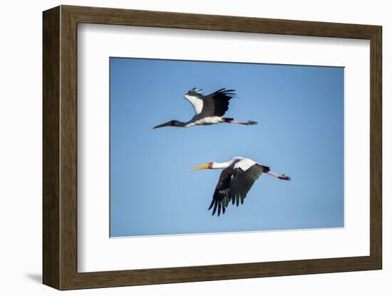 Yellow Billed Storks, Moremi Game Reserve, Botswana-Paul Souders-Framed Photographic Print