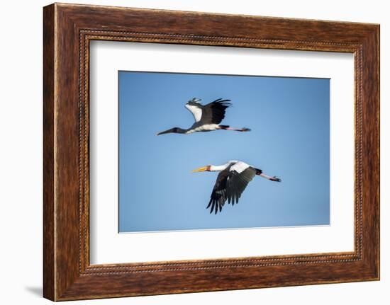 Yellow Billed Storks, Moremi Game Reserve, Botswana-Paul Souders-Framed Photographic Print