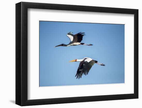 Yellow Billed Storks, Moremi Game Reserve, Botswana-Paul Souders-Framed Photographic Print