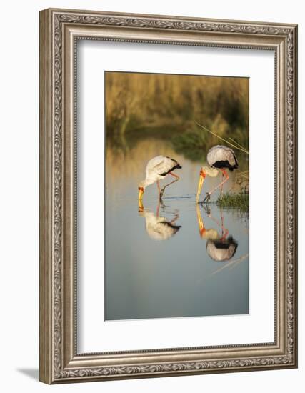 Yellow Billed Storks, Moremi Game Reserve, Botswana-Paul Souders-Framed Photographic Print