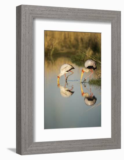 Yellow Billed Storks, Moremi Game Reserve, Botswana-Paul Souders-Framed Photographic Print