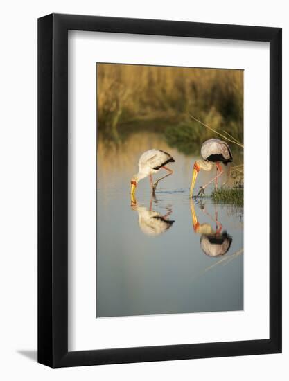 Yellow Billed Storks, Moremi Game Reserve, Botswana-Paul Souders-Framed Photographic Print