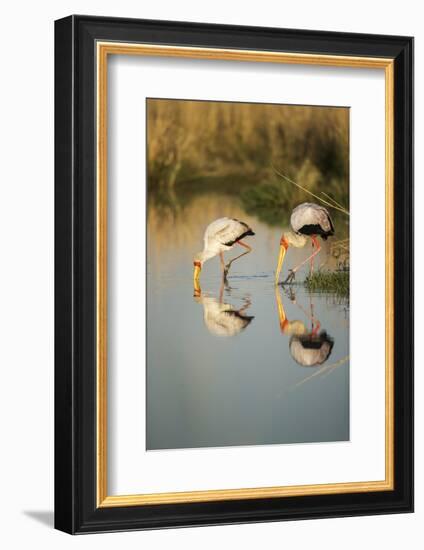 Yellow Billed Storks, Moremi Game Reserve, Botswana-Paul Souders-Framed Photographic Print