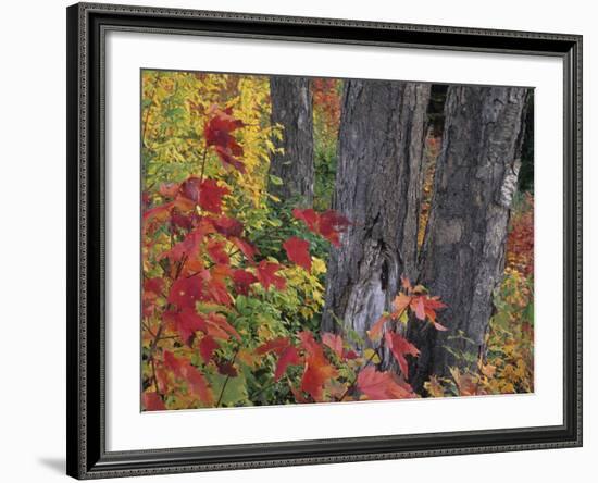 Yellow Birch Tree Trunks and Fall Foliage, Kancamagus Highway, White Mountain National Forest-Merrill Images-Framed Photographic Print