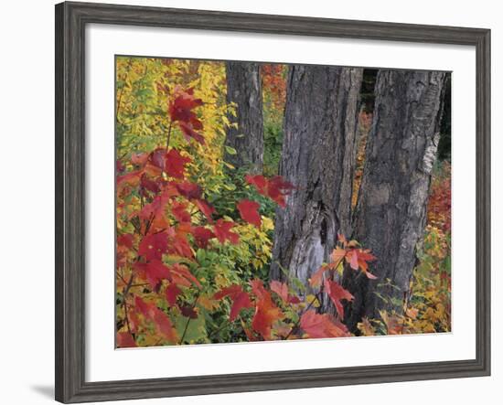 Yellow Birch Tree Trunks and Fall Foliage, Kancamagus Highway, White Mountain National Forest-Merrill Images-Framed Photographic Print