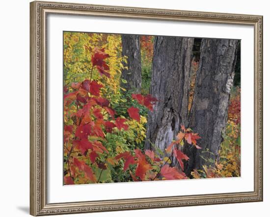 Yellow Birch Tree Trunks and Fall Foliage, Kancamagus Highway, White Mountain National Forest-Merrill Images-Framed Photographic Print