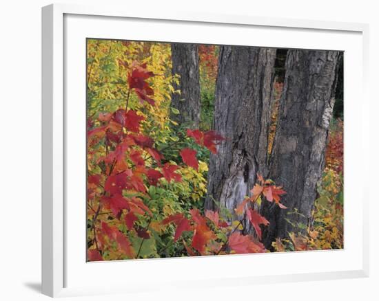 Yellow Birch Tree Trunks and Fall Foliage, Kancamagus Highway, White Mountain National Forest-Merrill Images-Framed Photographic Print