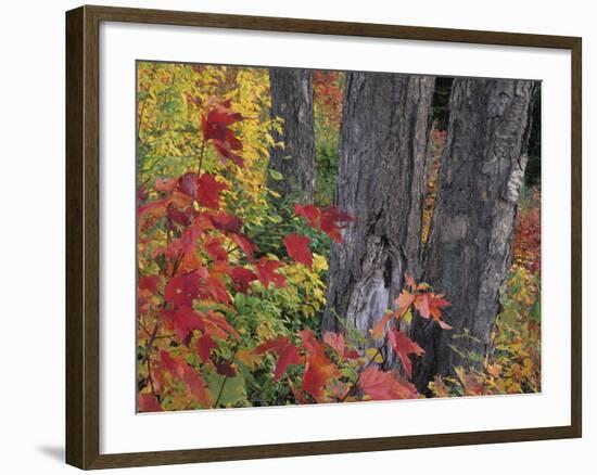 Yellow Birch Tree Trunks and Fall Foliage, Kancamagus Highway, White Mountain National Forest-Merrill Images-Framed Photographic Print