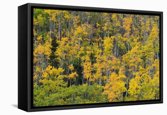 Yellow birch trees in autumn, near Chickaloon-Jan Miracky-Framed Premier Image Canvas