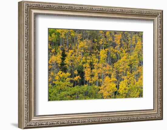 Yellow birch trees in autumn, near Chickaloon-Jan Miracky-Framed Photographic Print