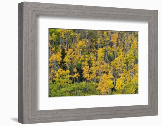 Yellow birch trees in autumn, near Chickaloon-Jan Miracky-Framed Photographic Print