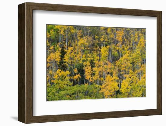 Yellow birch trees in autumn, near Chickaloon-Jan Miracky-Framed Photographic Print