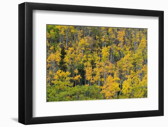 Yellow birch trees in autumn, near Chickaloon-Jan Miracky-Framed Photographic Print