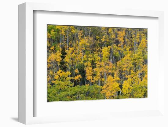 Yellow birch trees in autumn, near Chickaloon-Jan Miracky-Framed Photographic Print