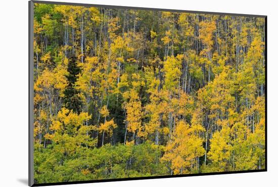 Yellow birch trees in autumn, near Chickaloon-Jan Miracky-Mounted Photographic Print