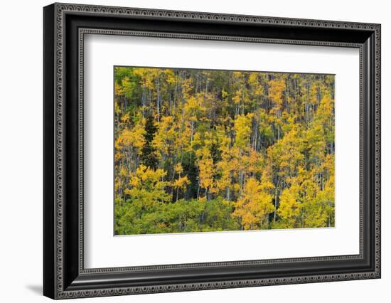 Yellow birch trees in autumn, near Chickaloon-Jan Miracky-Framed Photographic Print