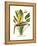 Yellow Bird of Paradise - Mandela's Gold-Louis Van Houtte-Framed Stretched Canvas