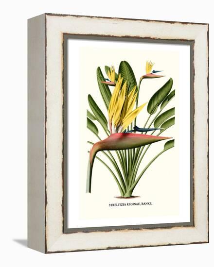 Yellow Bird of Paradise - Mandela's Gold-Louis Van Houtte-Framed Stretched Canvas