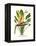 Yellow Bird of Paradise - Mandela's Gold-Louis Van Houtte-Framed Stretched Canvas