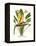 Yellow Bird of Paradise - Mandela's Gold-Louis Van Houtte-Framed Stretched Canvas