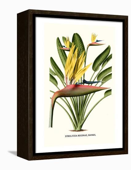 Yellow Bird of Paradise - Mandela's Gold-Louis Van Houtte-Framed Stretched Canvas