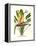 Yellow Bird of Paradise - Mandela's Gold-Louis Van Houtte-Framed Stretched Canvas