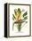 Yellow Bird of Paradise - Mandela's Gold-Louis Van Houtte-Framed Stretched Canvas