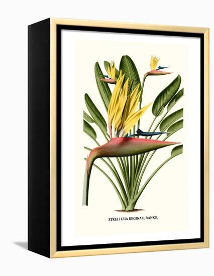 Yellow Bird of Paradise - Mandela's Gold-Louis Van Houtte-Framed Stretched Canvas