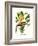 Yellow Bird of Paradise - Mandela's Gold-Louis Van Houtte-Framed Premium Giclee Print