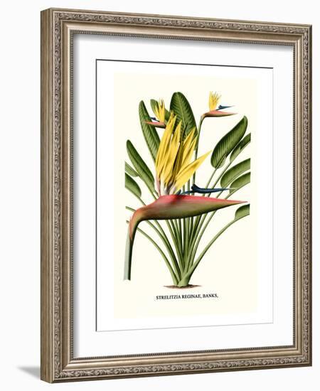 Yellow Bird of Paradise - Mandela's Gold-Louis Van Houtte-Framed Premium Giclee Print