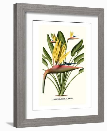 Yellow Bird of Paradise - Mandela's Gold-Louis Van Houtte-Framed Premium Giclee Print