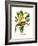 Yellow Bird of Paradise - Mandela's Gold-Louis Van Houtte-Framed Premium Giclee Print