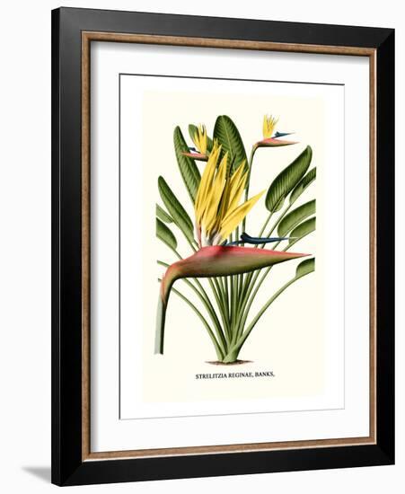 Yellow Bird of Paradise - Mandela's Gold-Louis Van Houtte-Framed Premium Giclee Print