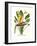 Yellow Bird of Paradise - Mandela's Gold-Louis Van Houtte-Framed Premium Giclee Print