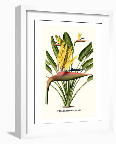 Yellow Bird of Paradise - Mandela's Gold-Louis Van Houtte-Framed Premium Giclee Print