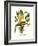 Yellow Bird of Paradise - Mandela's Gold-Louis Van Houtte-Framed Premium Giclee Print